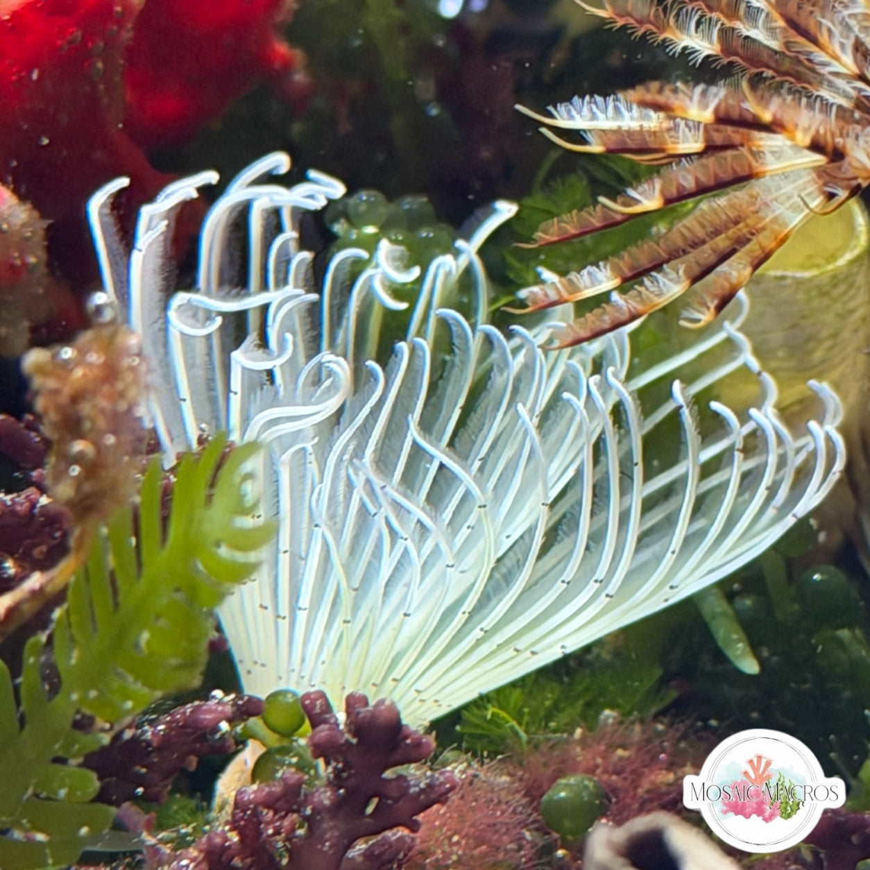 Ghastly Feather Duster | Sabellastarte sp.