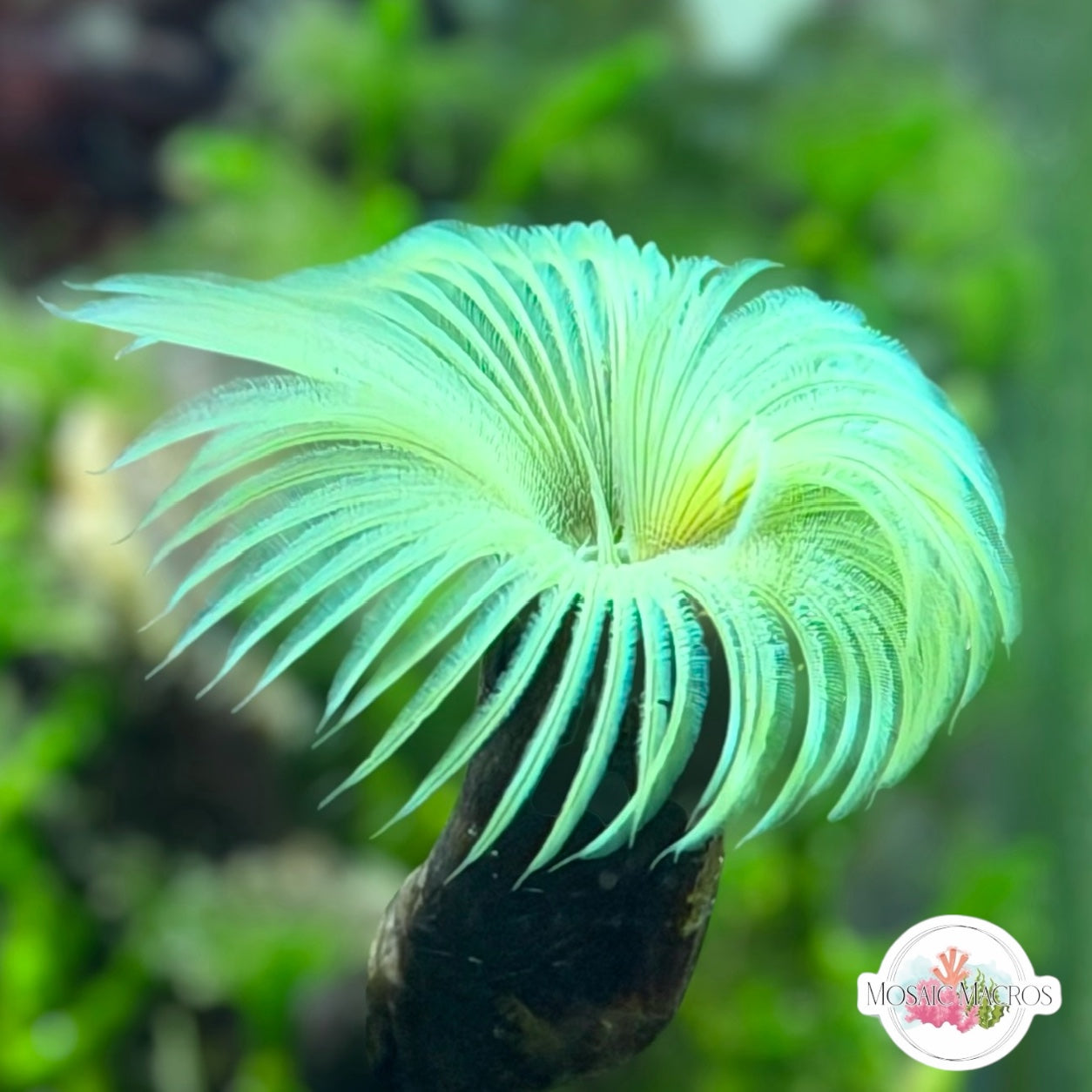 Neon Feather Duster | Sabellastarte sp.