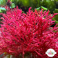 Flaming Phoenix Macroalgae | Haliptilon sp.