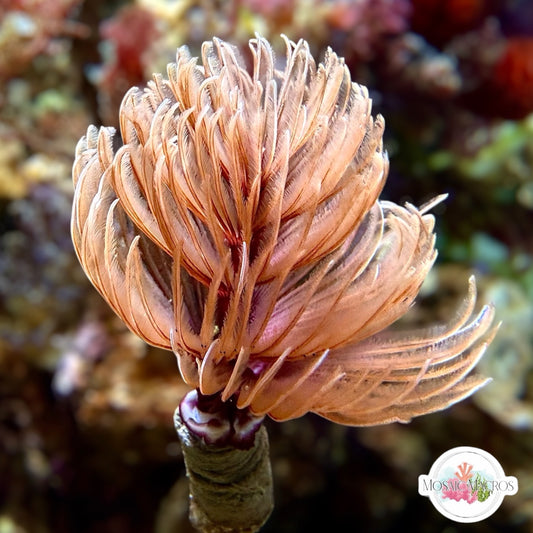 Rose Gold Coco Feather Duster | Sabellastarte sp.