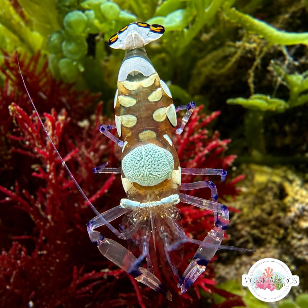 Peacock Tail Anemone Shrimp | Periclimenes brevicarpalis