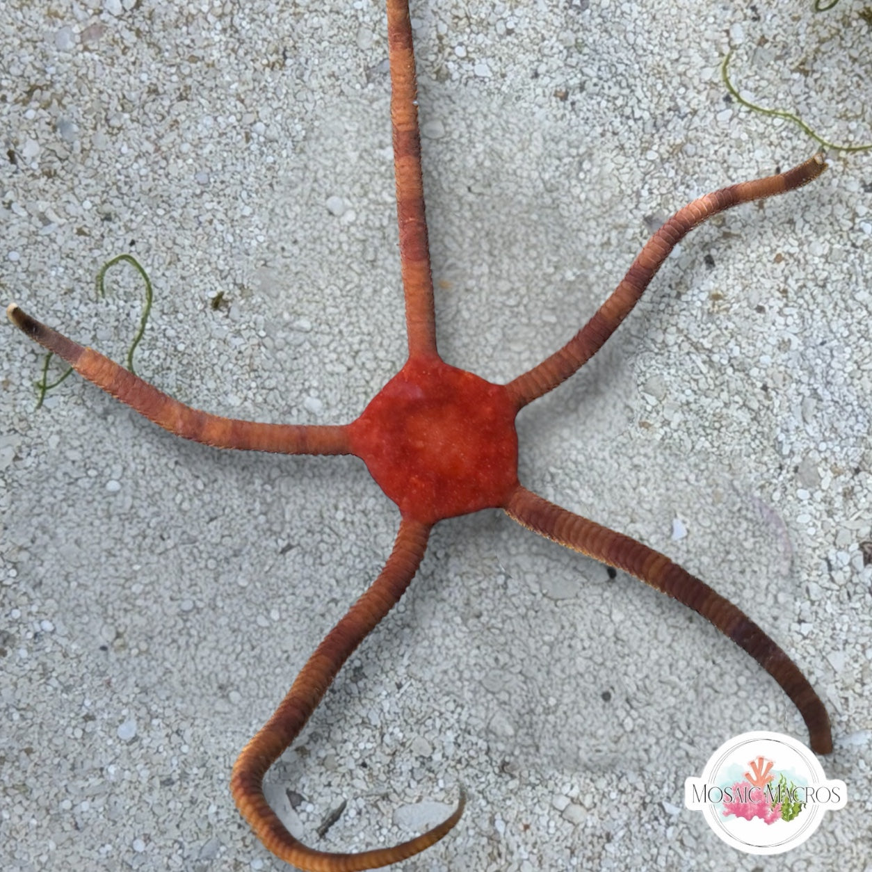 Orange Serpent Star | Ophiuroids spp.