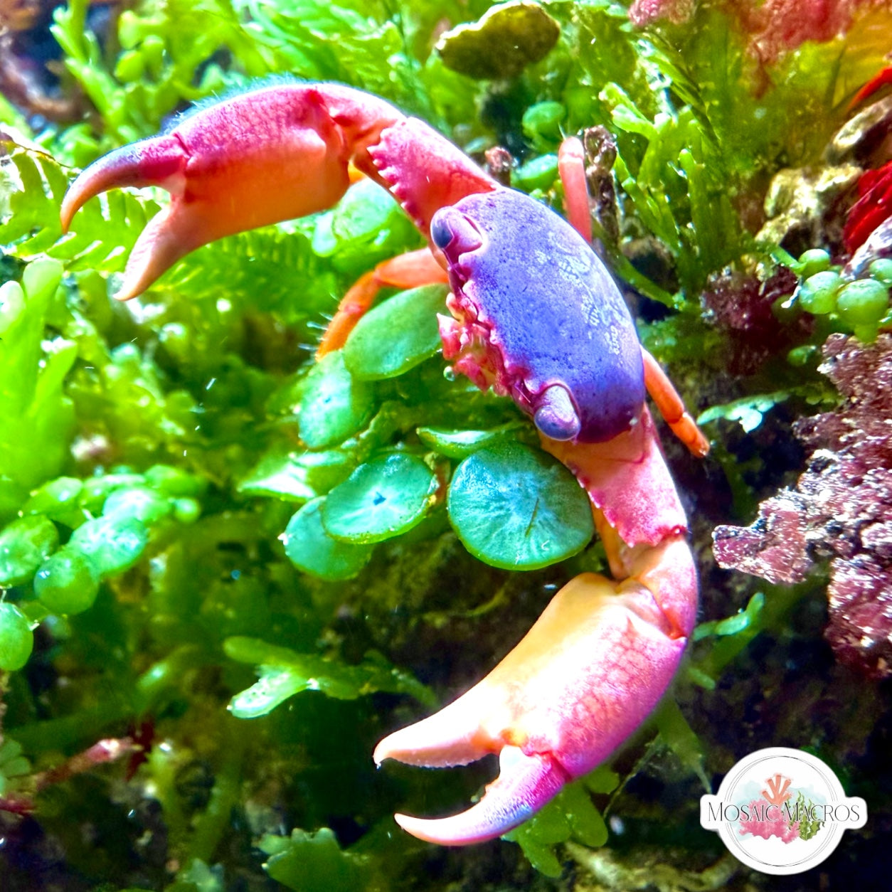 Blue Trapeze Crab | Trapezia sp.