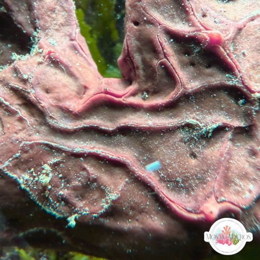 Purple Veins Encrusting Sponge | Unknown sp.