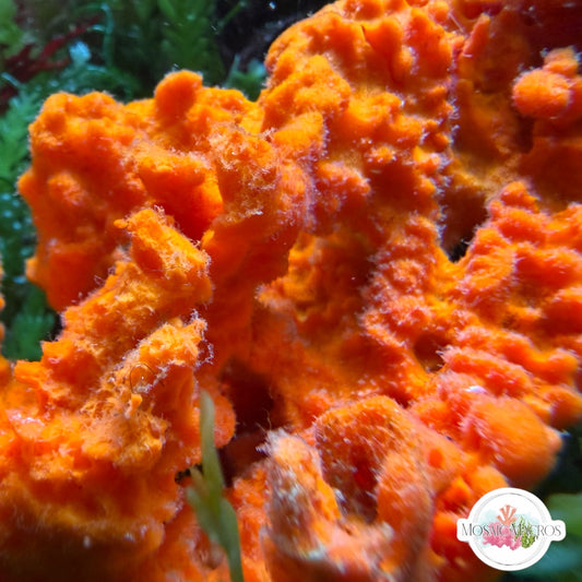 Textured Orange Sponge | Unknown sp.