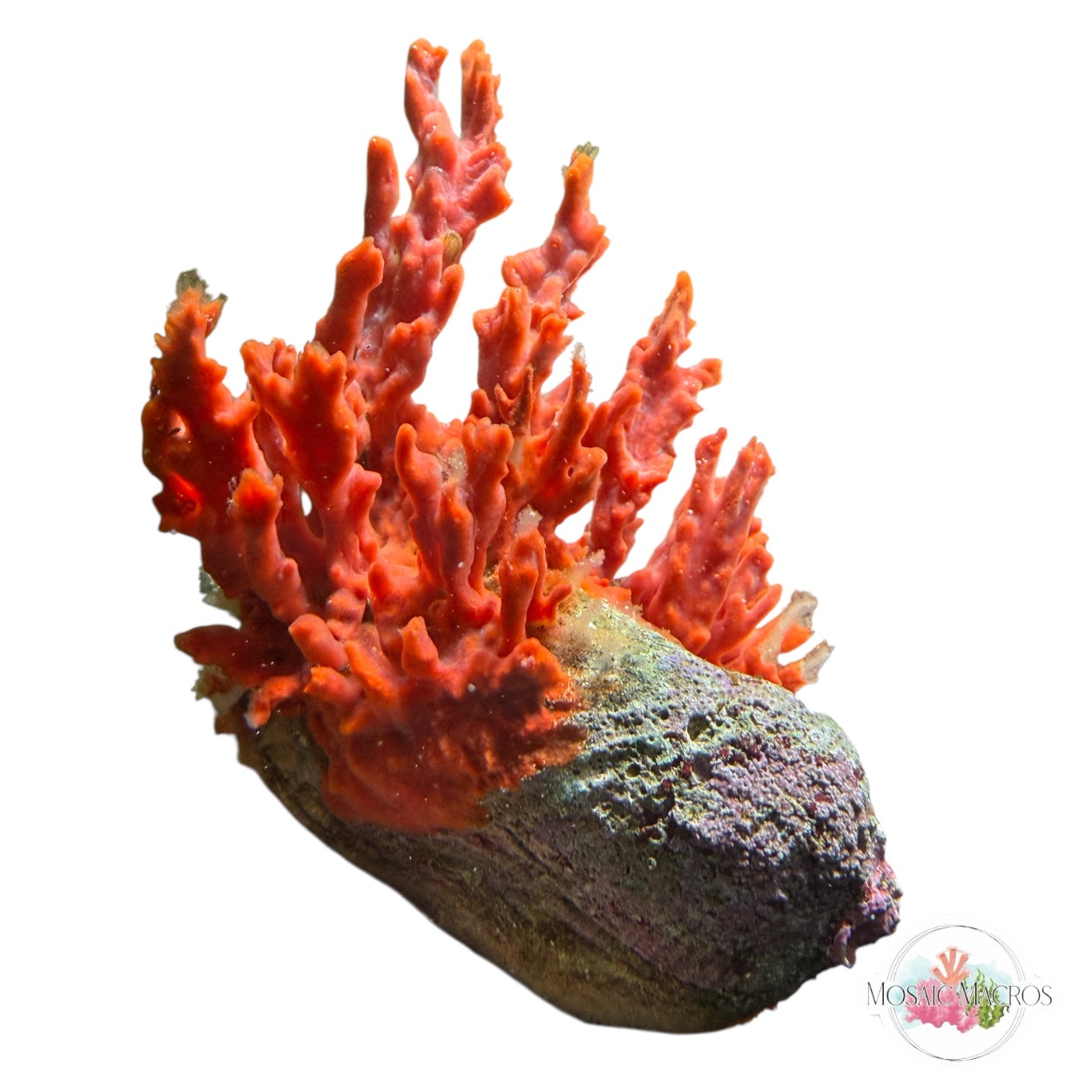 WYSWYG Red Frilly Sponge & Noah’s Ark Clam