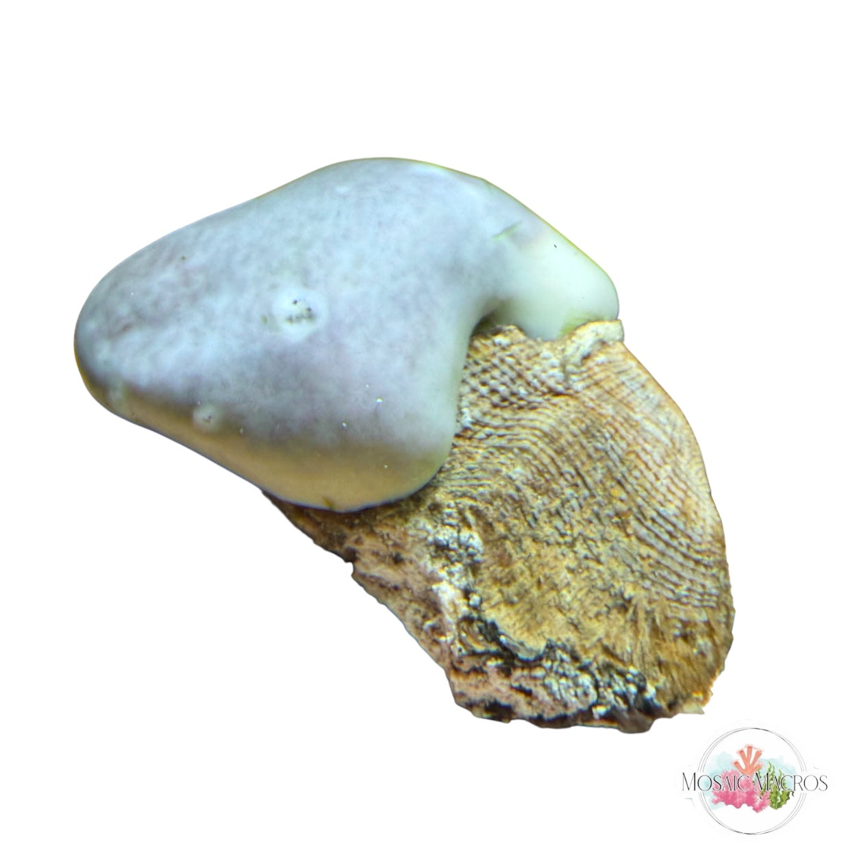 WYSWYG Blue Encrusting Sponge & Noah’s Ark Clam