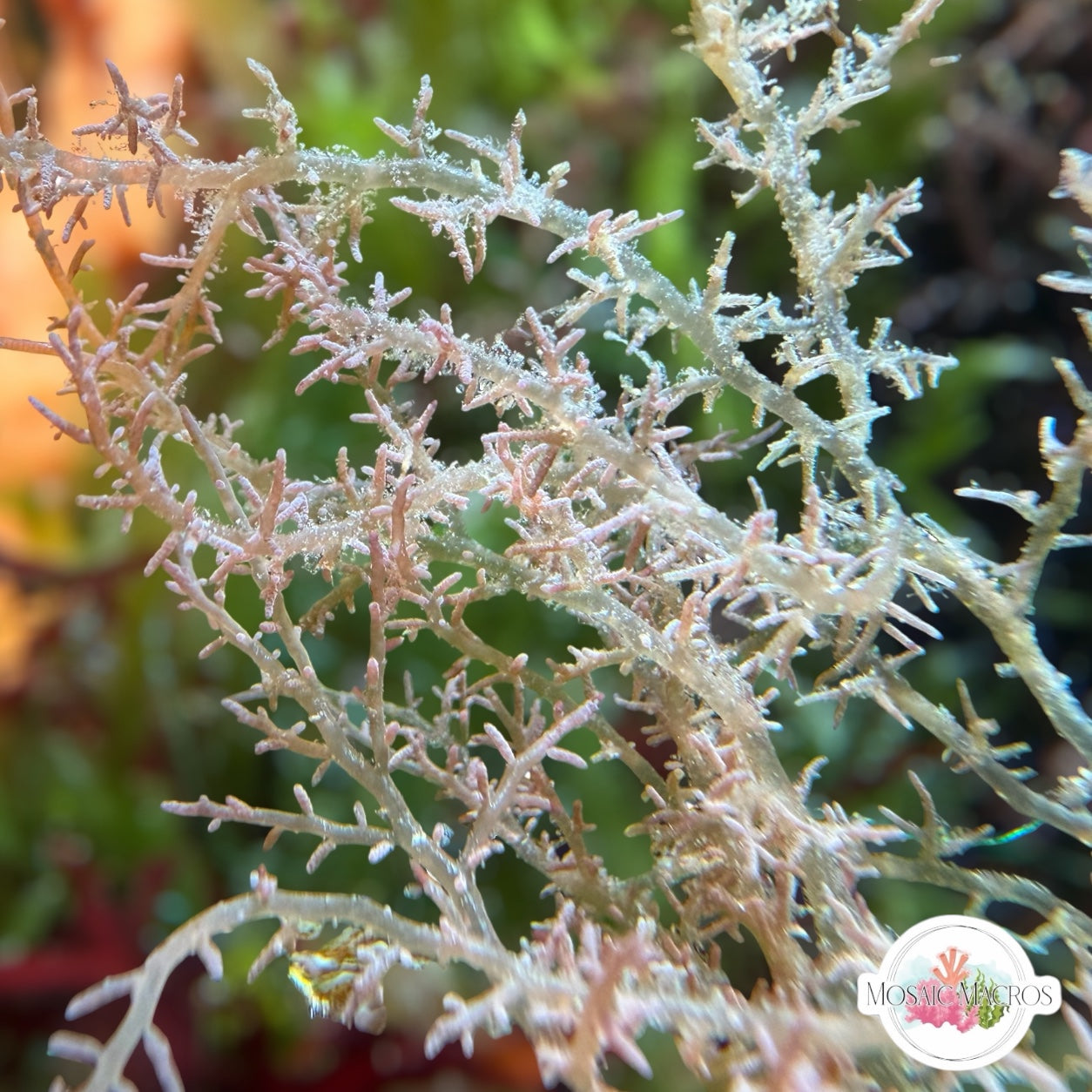 Specter Tentacle Macroalgae | Unknown sp.