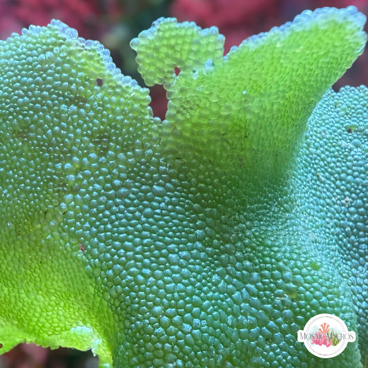 Mosaic Snakeskin Macroalgae | Dictyosphaeria cavernosa