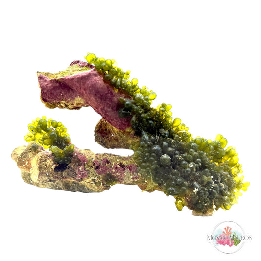 WYSWYG Macro Rock (Medium)