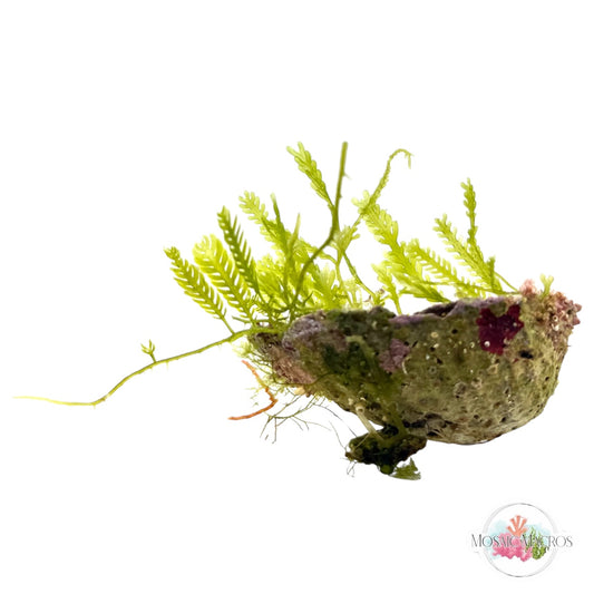 WYSWYG Macro Rock (Nano)