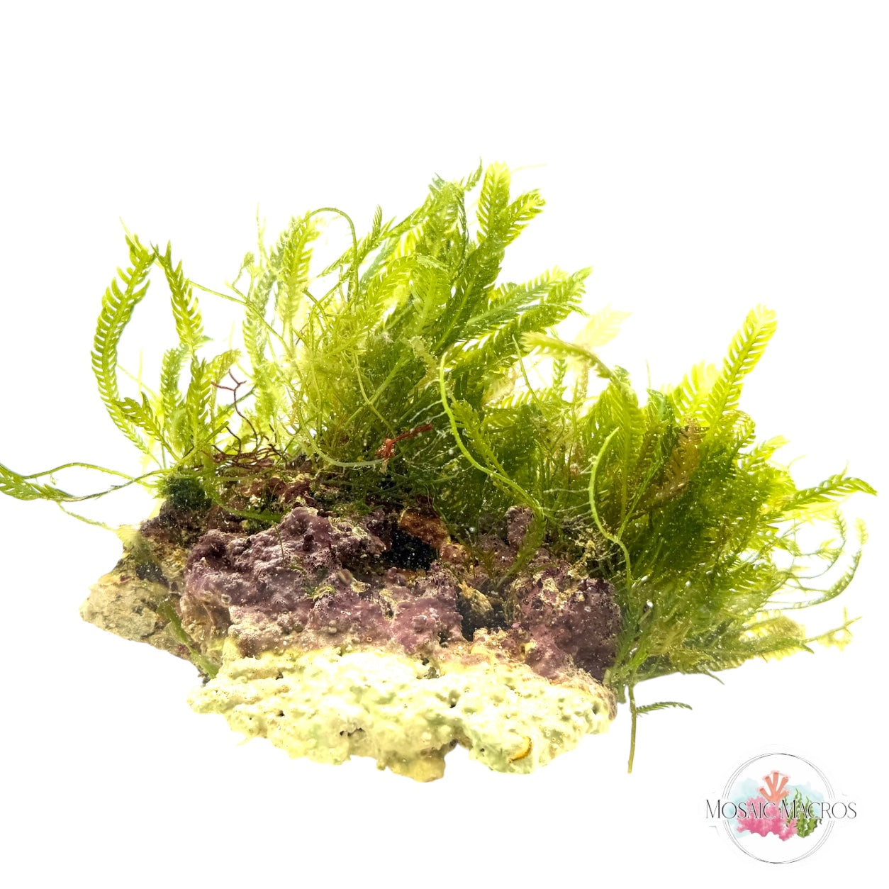 WYSWYG Macro Rock (XL)