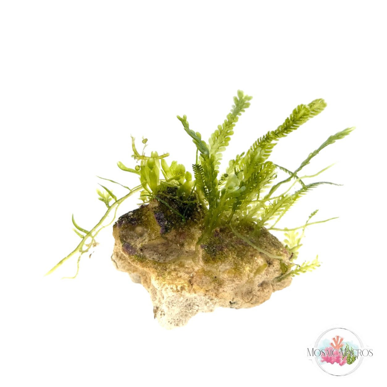 WYSWYG Macro Rock (Small)