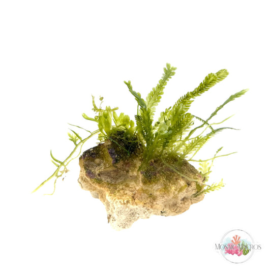 WYSWYG Macro Rock (Small)