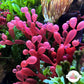 String-of-Pearls Macroalgae | Coelarthrum sp.
