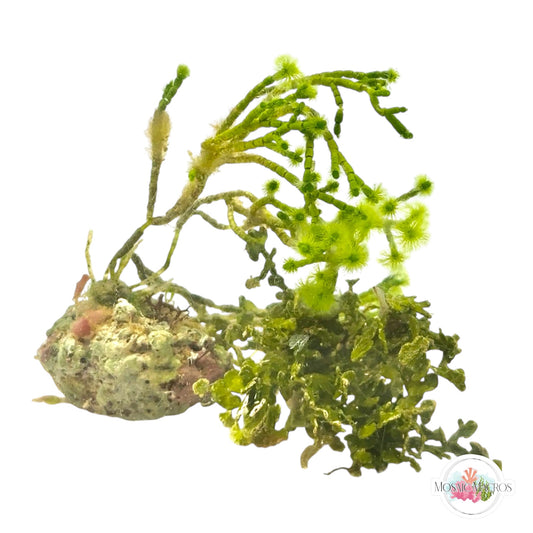 WYSWYG Carpeting Halimeda & Jointed Tuft (Naturally Attached to Rock)