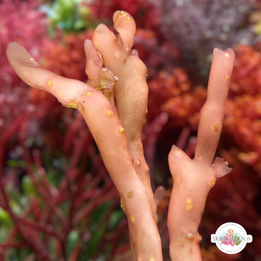 Corky Bamboo Macroalgae | Gracilaria sp