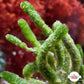 Fern Finger Macroalgae | Batophora sp.