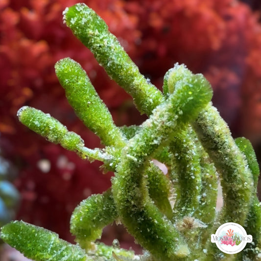 Fern Finger Macroalgae | Batophora sp.