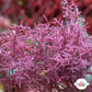 Purple Intricate Laurencia Macroalgae | Laurencia sp.
