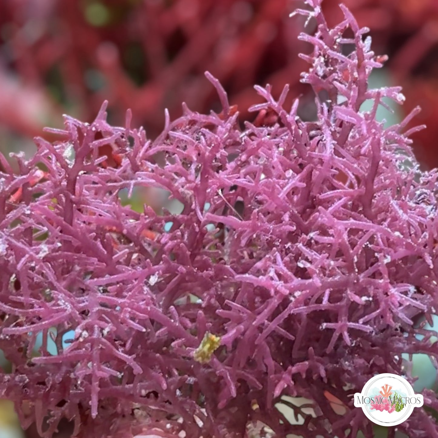 Purple Intricate Laurencia Macroalgae | Laurencia sp.