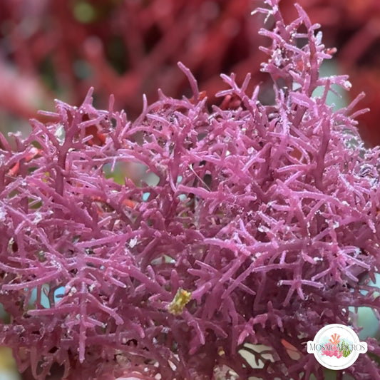 Purple Intricate Laurencia Macroalgae | Laurencia sp.