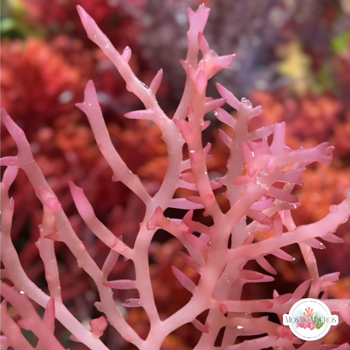 Pink Fan Macroalgae | Gracilaria sp.
