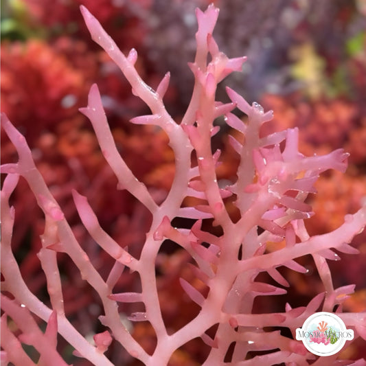 Pink Fan Macroalgae | Gracilaria sp.