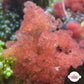 Flamingo Feather Macroalgae | Heterosiphonia gibbesii