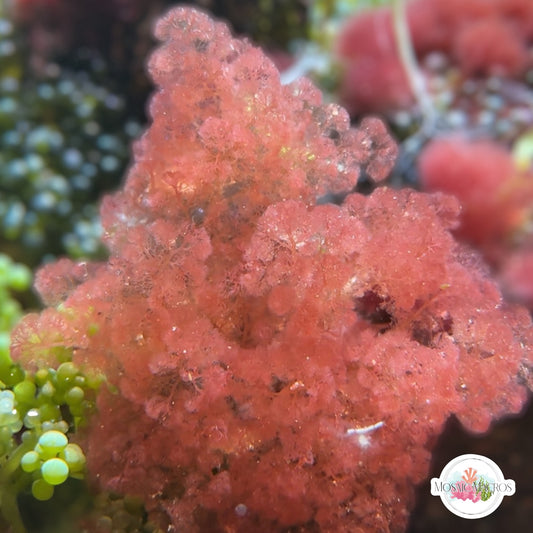 Flamingo Feather Macroalgae | Heterosiphonia gibbesii