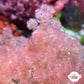 Flamingo Feather Macroalgae | Heterosiphonia gibbesii