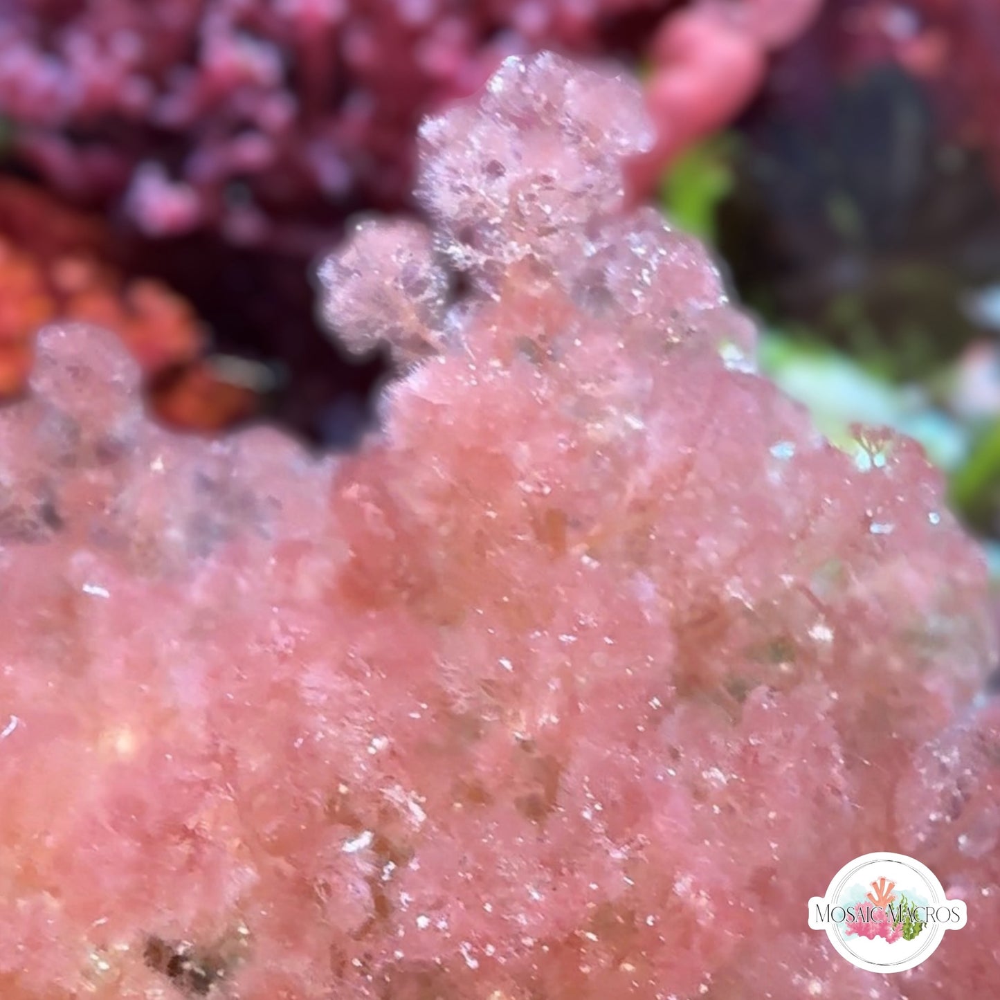 Flamingo Feather Macroalgae | Heterosiphonia gibbesii