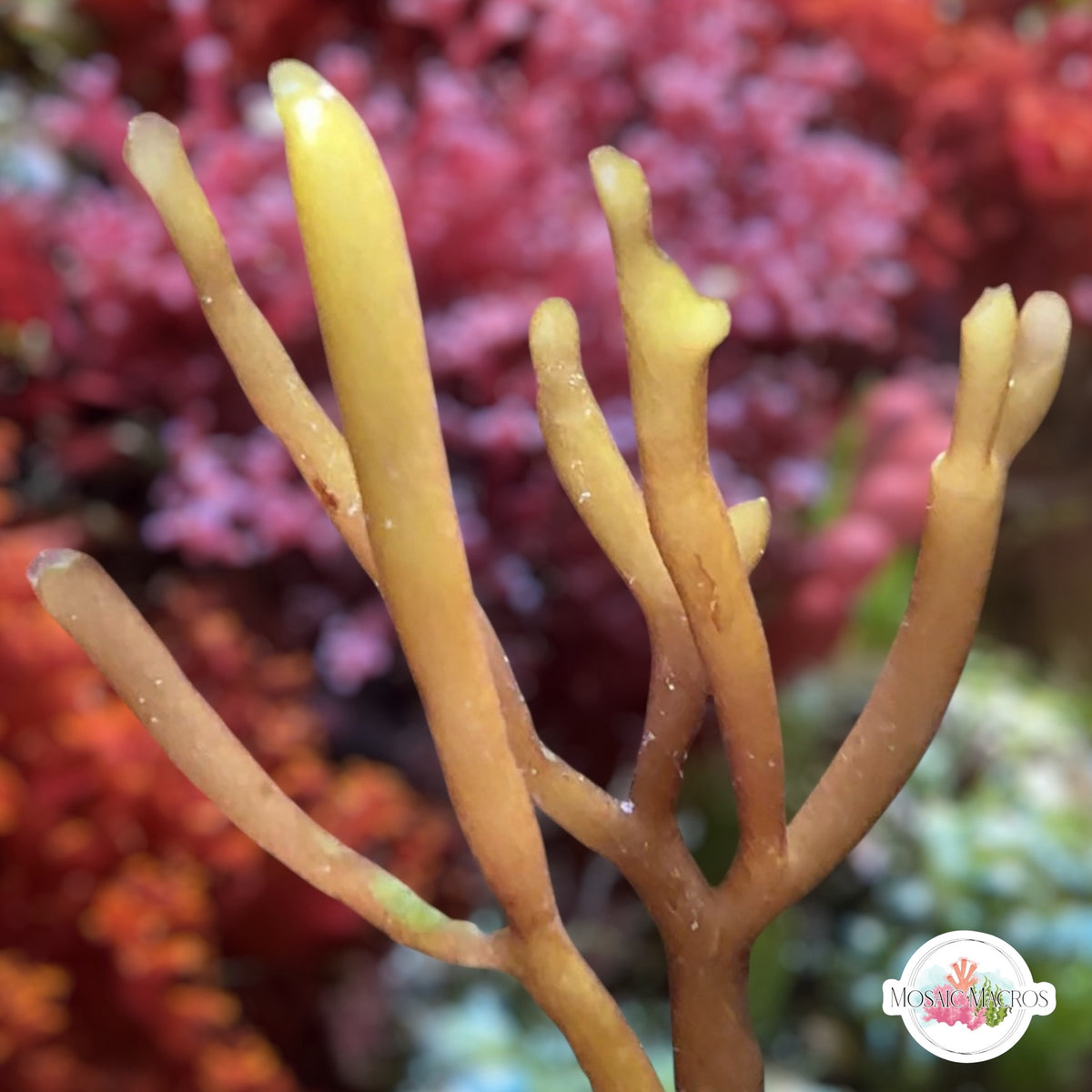 Yellow Bamboo Macroalgae | Gracilaria sp – MosaicMacros