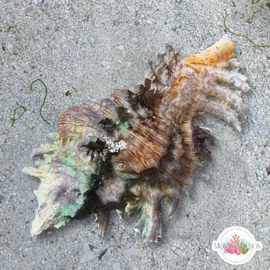 Spiny Murex Snail | Hexaplex fulvescens