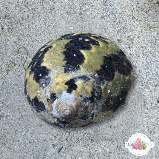 Zebra Turbo Snail | Turbo sp.