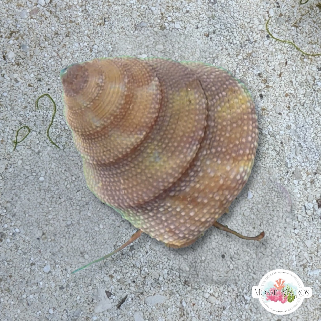 Tampa Bay Top Snail | Calliostoma tampaensis