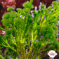 Jointed Tuft Macroalgae | Cymopolia barbata