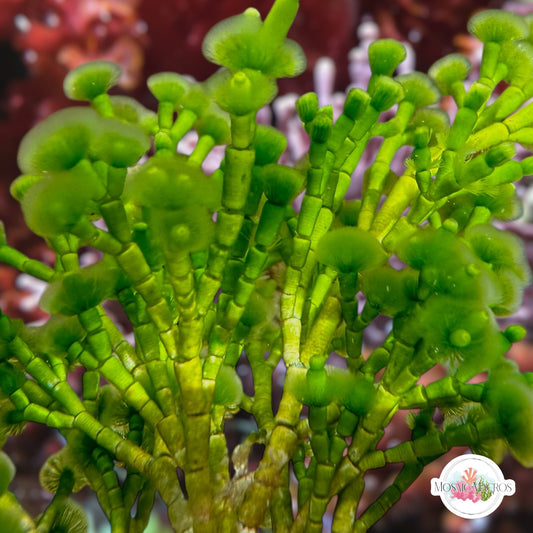 Jointed Tuft Macroalgae | Cymopolia barbata