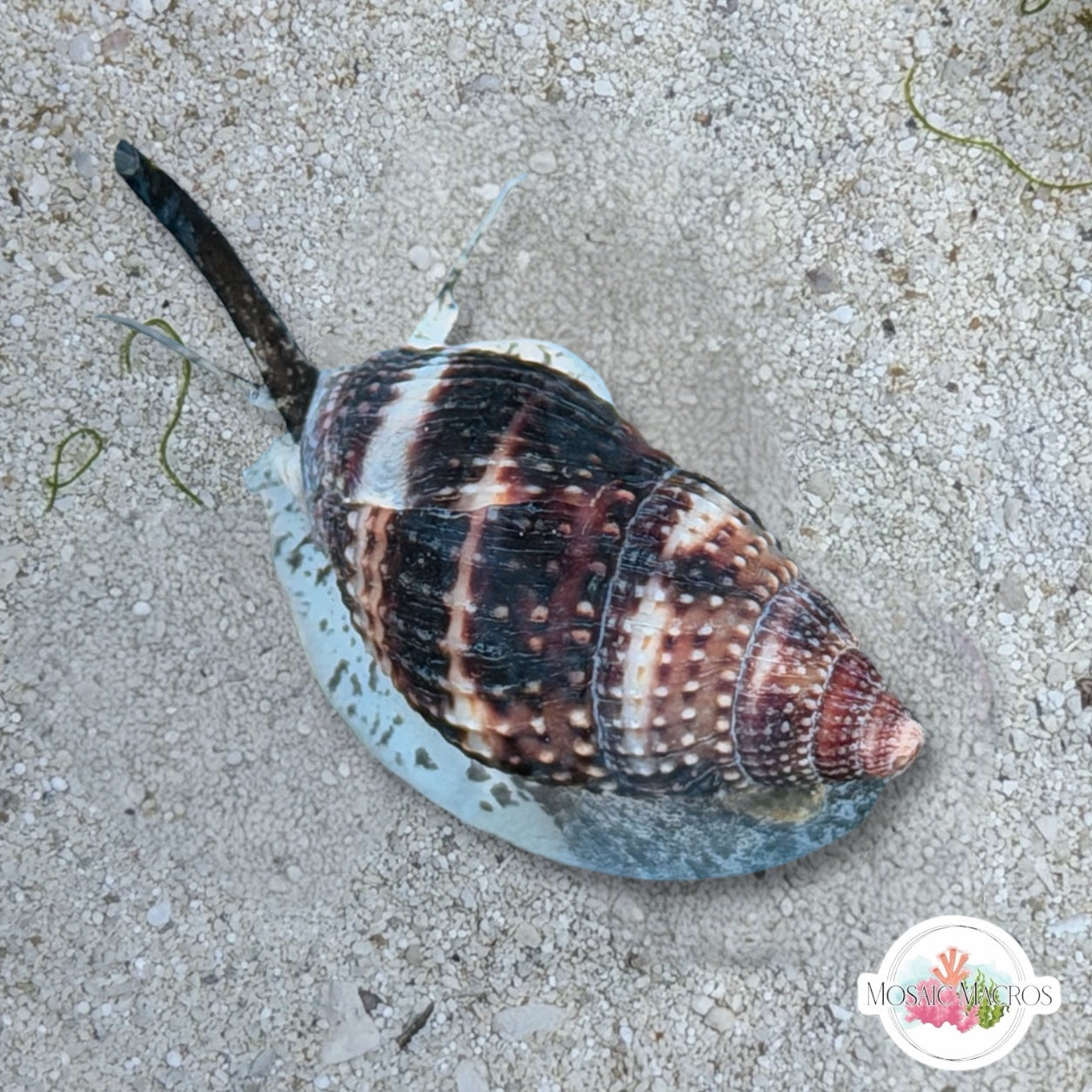 Granite Nassarius Snail | Nassarius livescens