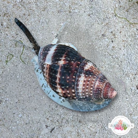 Granite Nassarius Snail | Nassarius livescens
