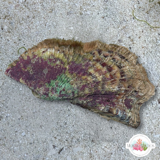 Noah’s Ark Clam | Arca noae