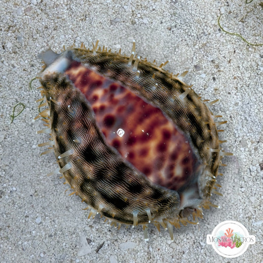 Tiger Cowrie Snail | Cypraea tigris