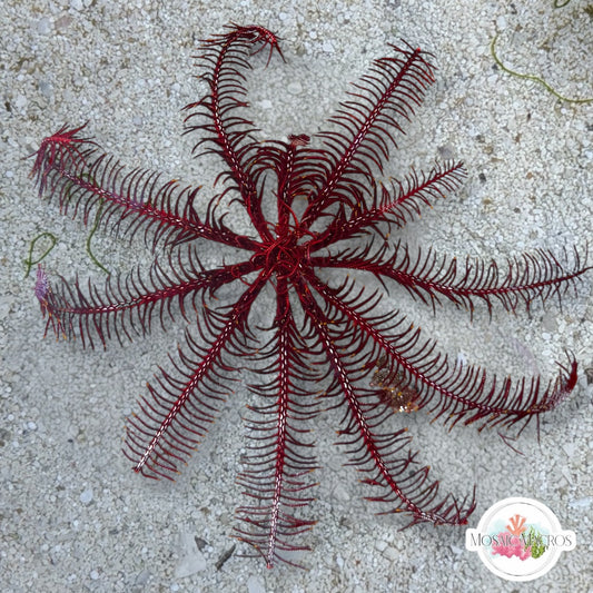 Red Feather Crinoid Starfish | Crinoidea sp.
