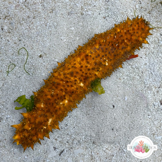 Assorted Florida Sea Cucumber | Holothuroidea spp.