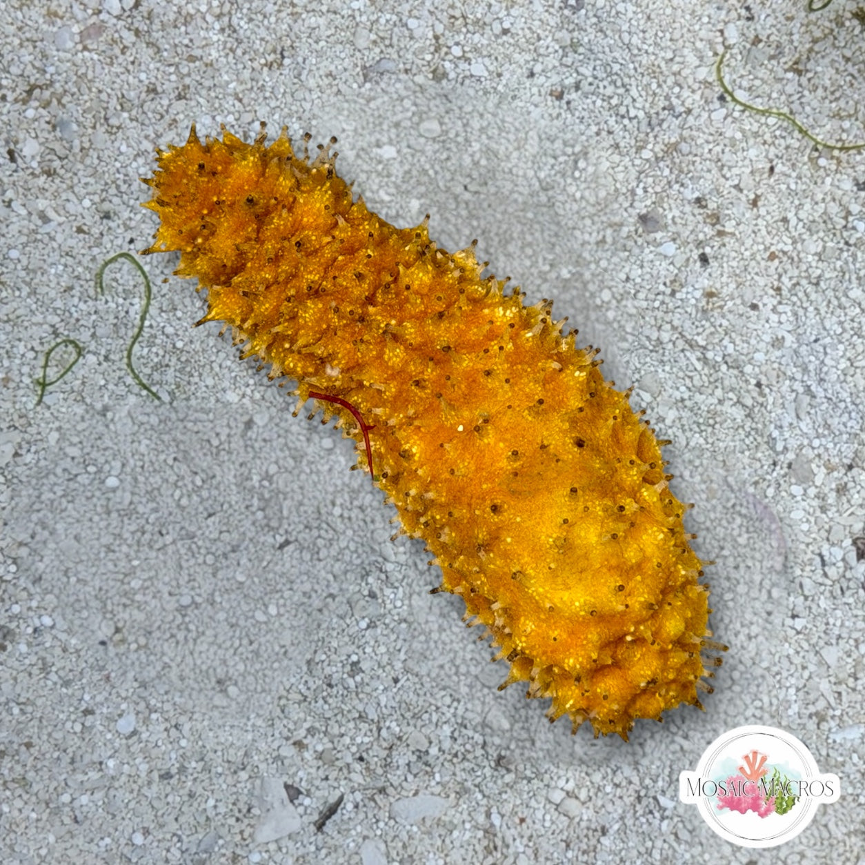 Yellow Florida Sea Cucumber | Holothuria floridana