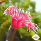 Pink Lotus Feather Duster | Sabellidae spp.