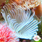 Frigid Spirit Feather Duster | Sabellastarte sp.