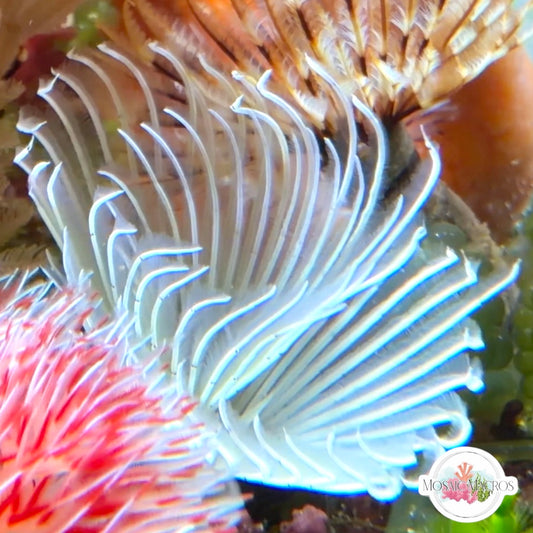Frigid Spirit Feather Duster | Sabellastarte sp.