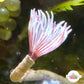 Mini Orchid Feather Duster | Sabellidae spp.