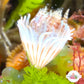 Mini Flame Feather Duster | Sabellidae spp.